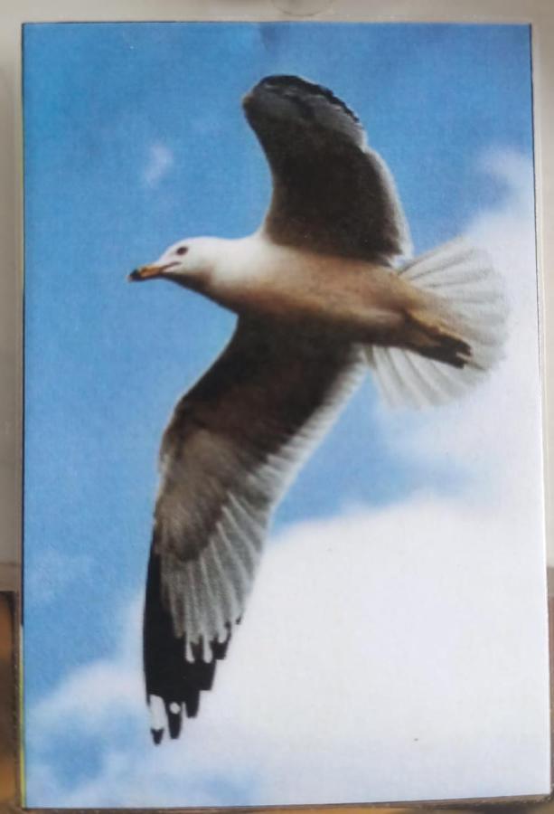 Gaviota Apartment ปลายาเดลการ์เมน ภายนอก รูปภาพ